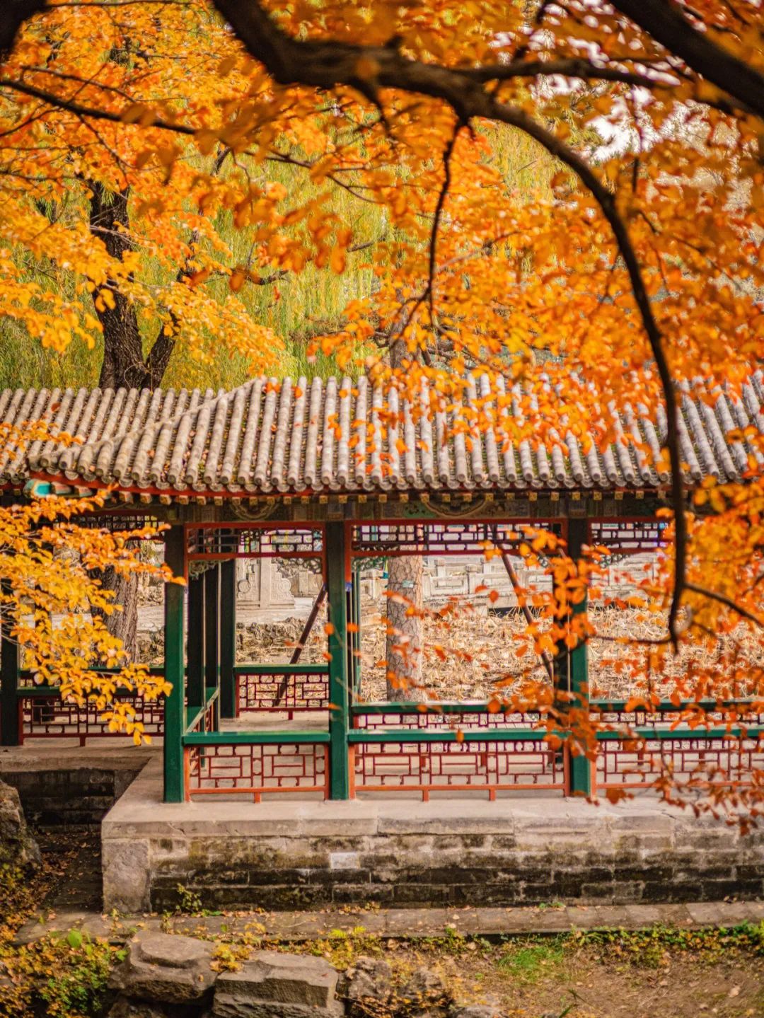 一入秋北京就变成了北平原文,一入秋北京就成了北平是谁说的