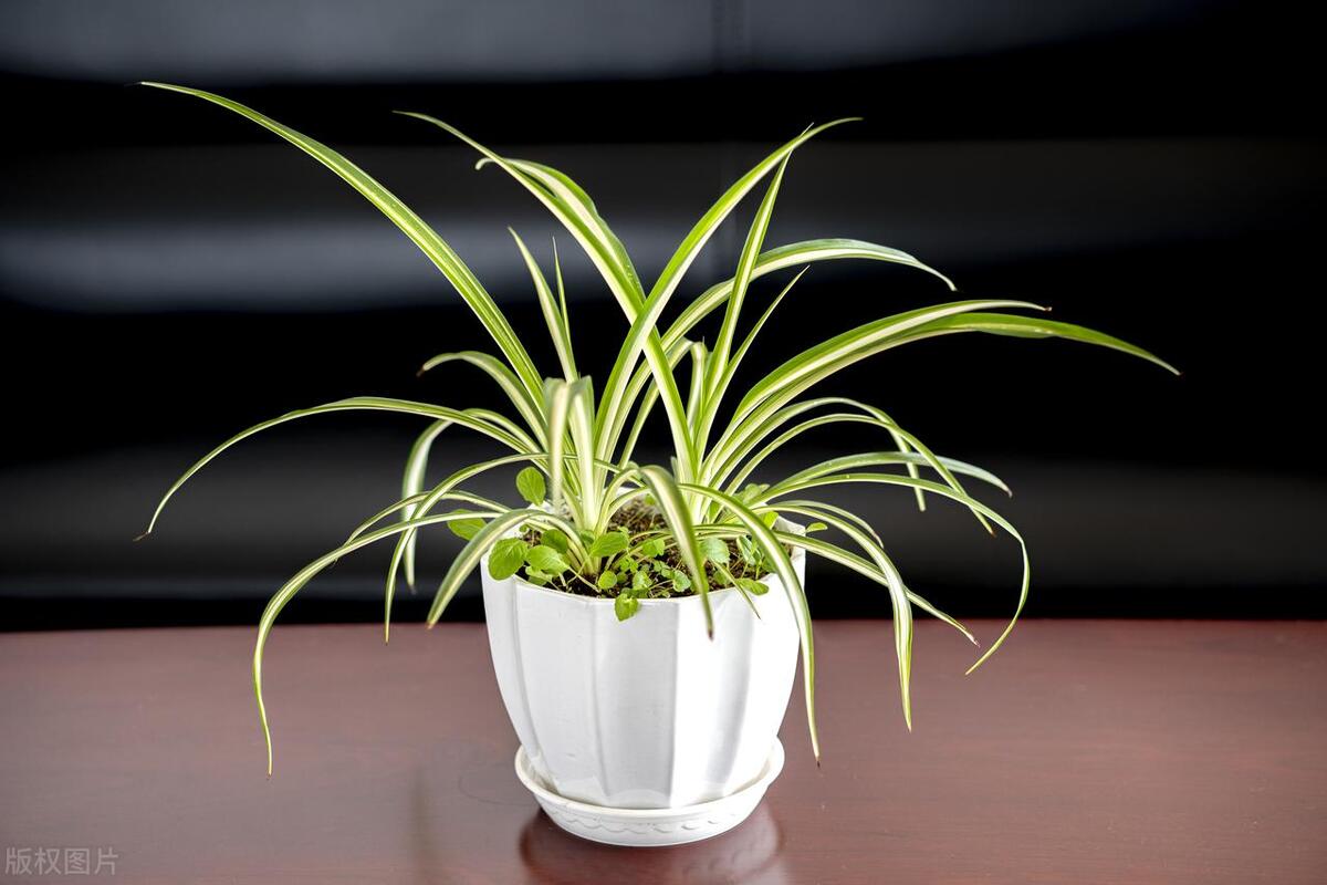 吊兰上有小虫子,吊兰里边有一些小虫子怎么办