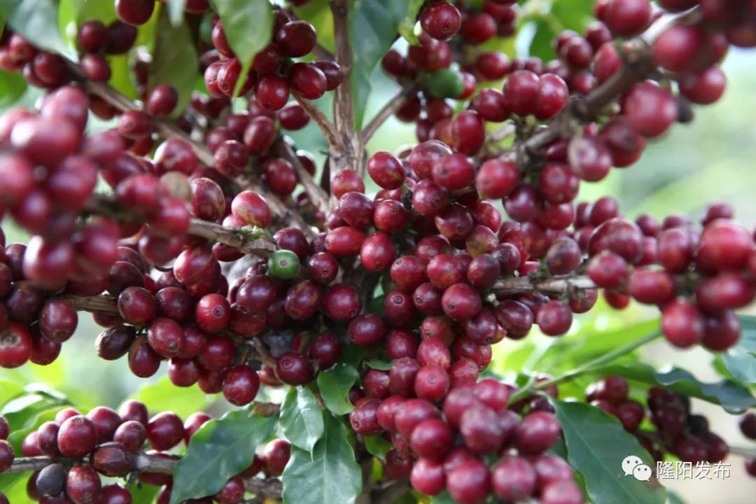 保山小粒咖啡营销视频,云南保山小粒咖啡