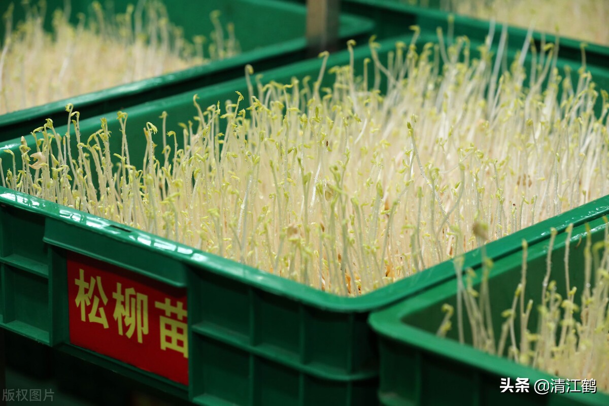 作物种植重茬怎么办,农田重茬怎样防治