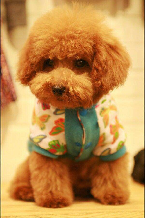 泰迪突然不活泼不粘主人了,家里的泰迪不听话怎么办