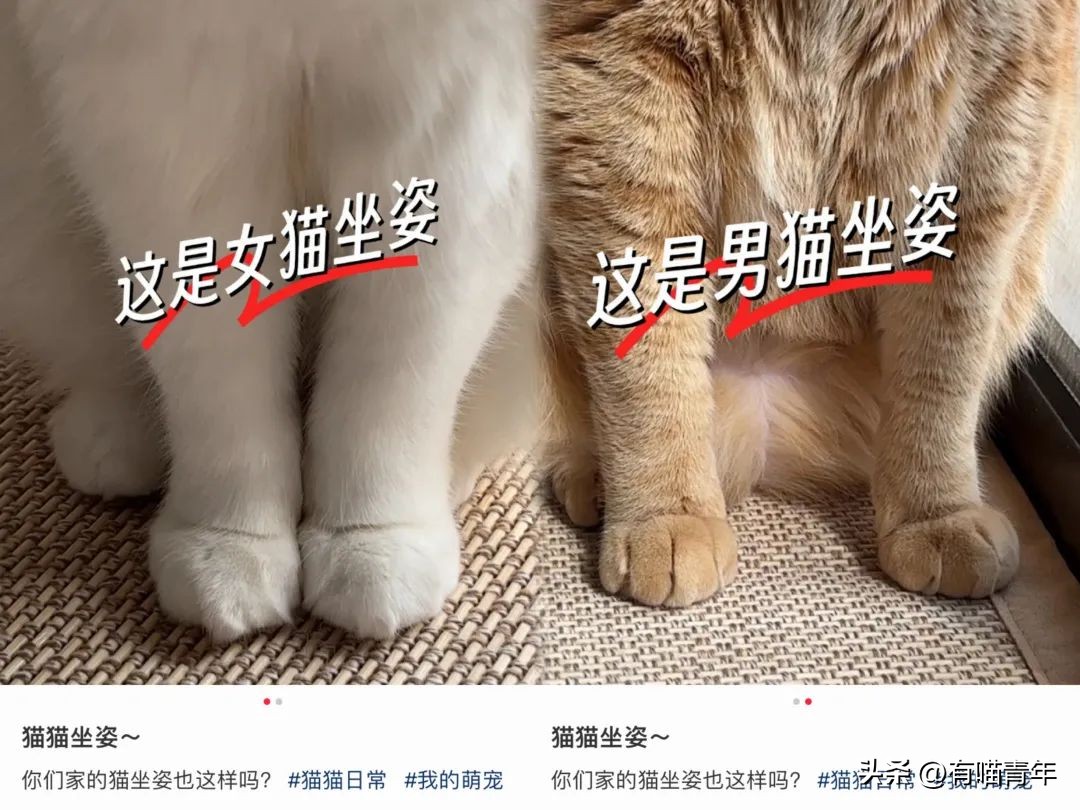猫咪怎么看是女猫还是男猫,猫咪性别辨认