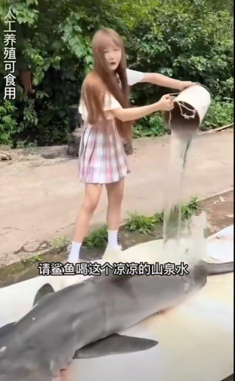 网红女主播吃大白鲨调查后续,网红被爆料吃大白鲨