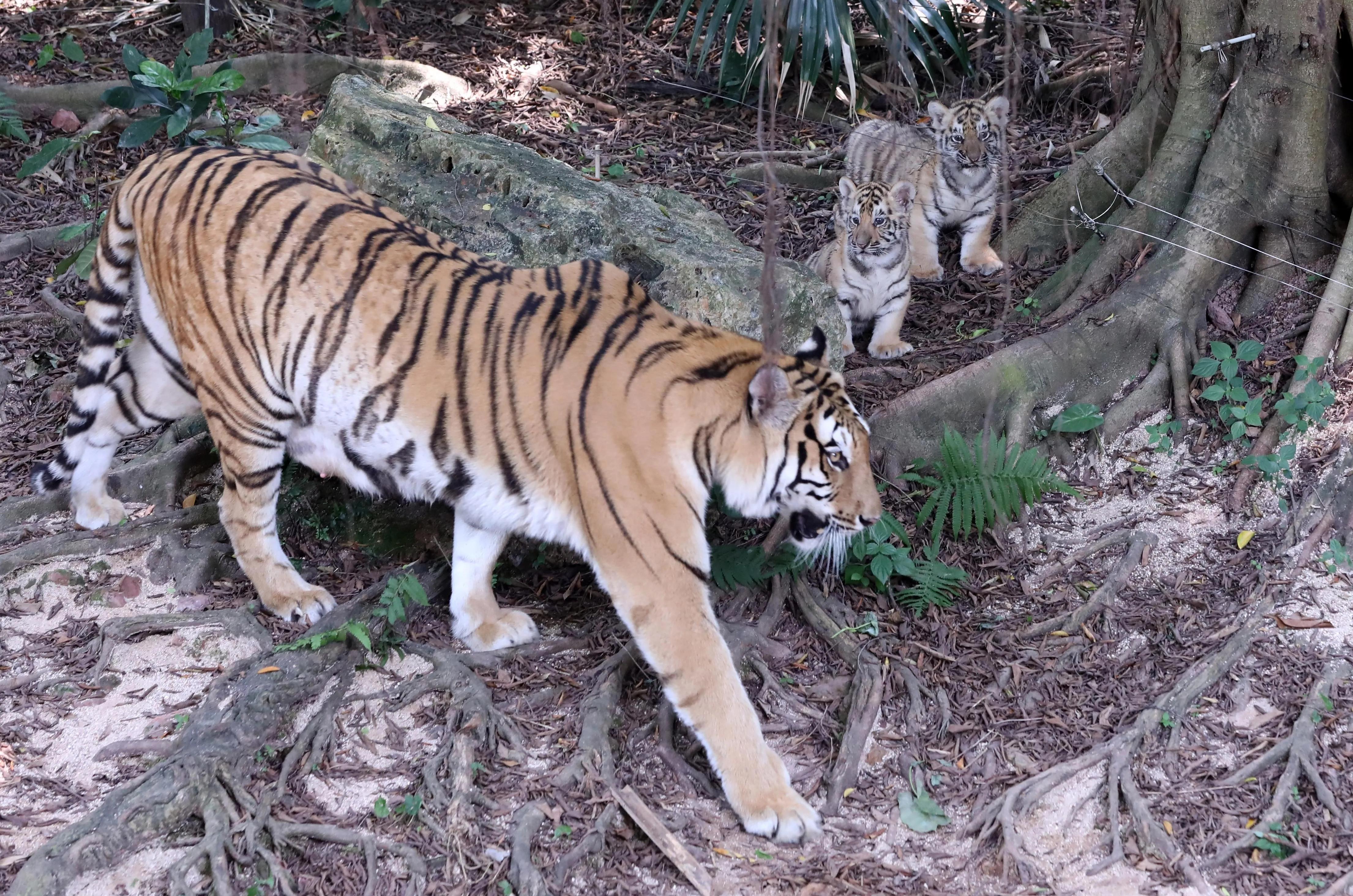广州长隆野生动物园全部动物,广州长隆野生动物园所有动物介绍