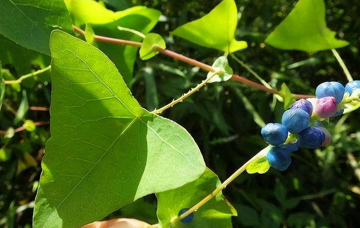 俗称“蛇*退倒**”，叶和果都能吃，山中见到薅一把，它的价值厉害了