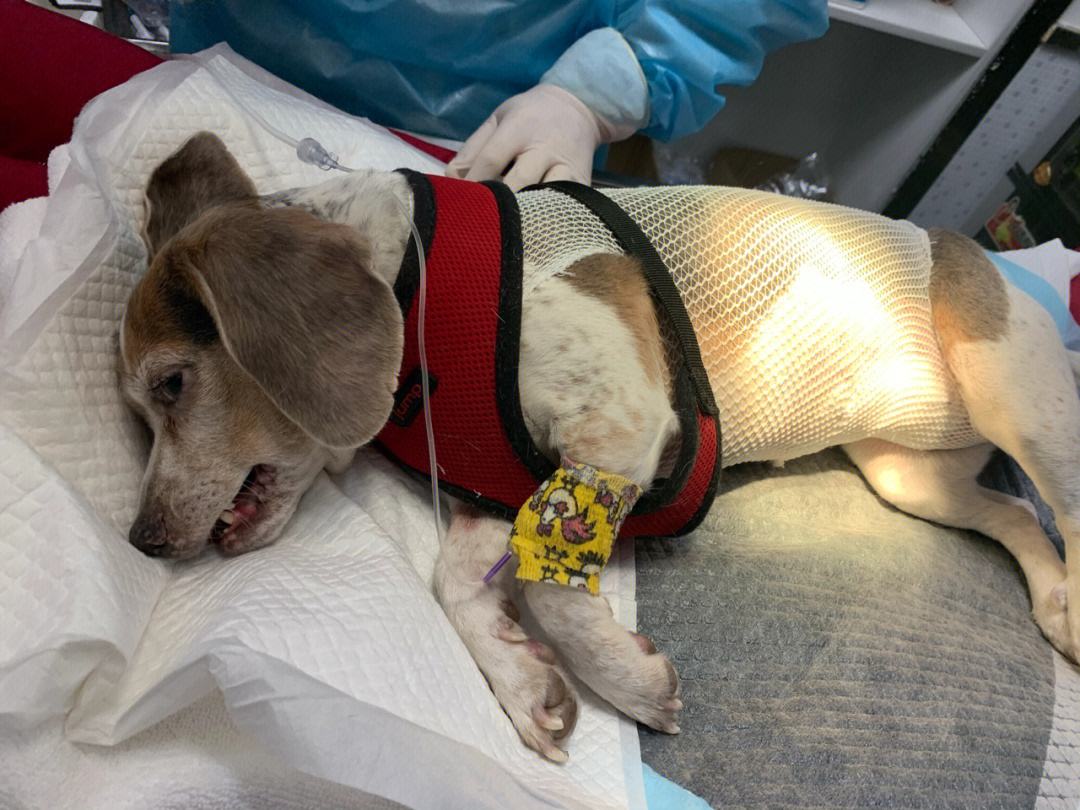 这4种是狗狗常用的“交配方式”，你还不知道吗？