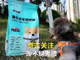 有洁癖的男生养什么狗狗,适合有洁癖的人养的狗狗