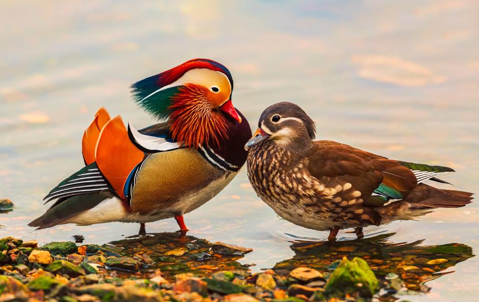 鸳鸯是什么类动物,鸳鸯和水禽图片