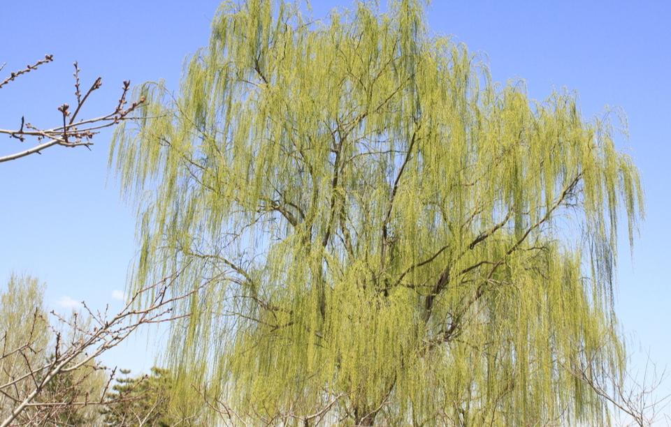 春风如诗字字多情30首好诗,最美春风古诗词