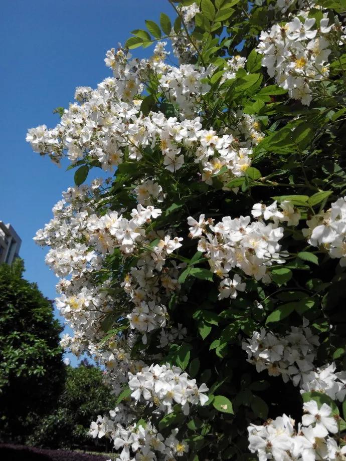 花开到荼蘼的诗句,花开荼蘼花事了诗句