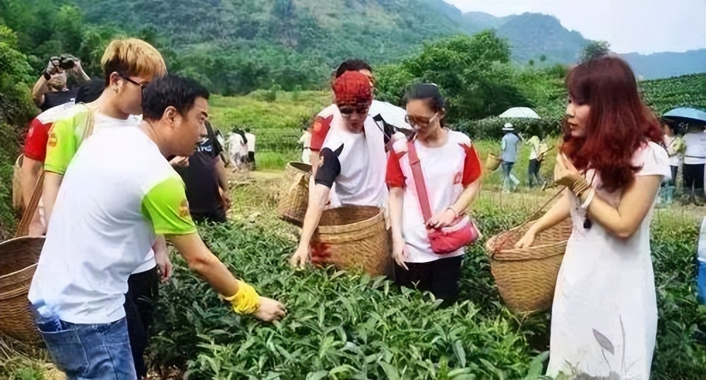 武夷星枞魁茶叶价格 (芳魁茶业有限公司电话)