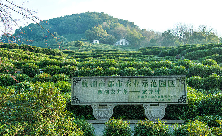 中国十大名茶的特点和种类,中国10大名茶是哪些具有哪些特点