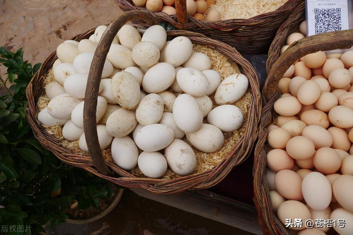 养鸡小妙招鸡不下蛋,养鸡老是鸡得病怎么治啊