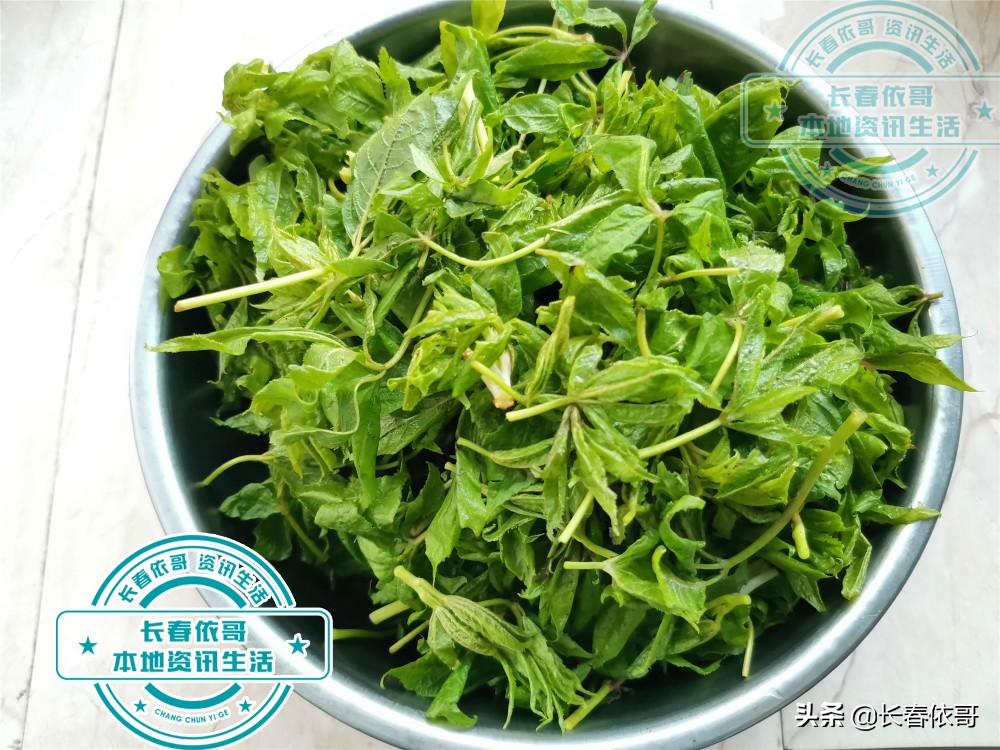 东北第一山珍刺老芽堪比海参,刺老芽刺五加山货