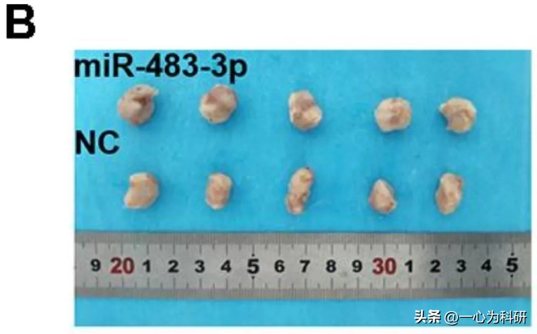 河南省人民医院论文,河南省人民医院发表论文质疑