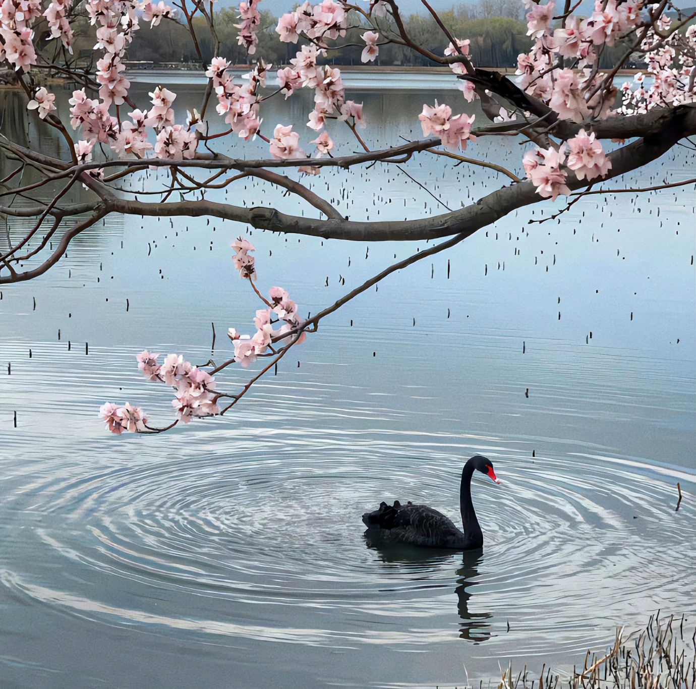 优美微信说说,很流行的微信说说