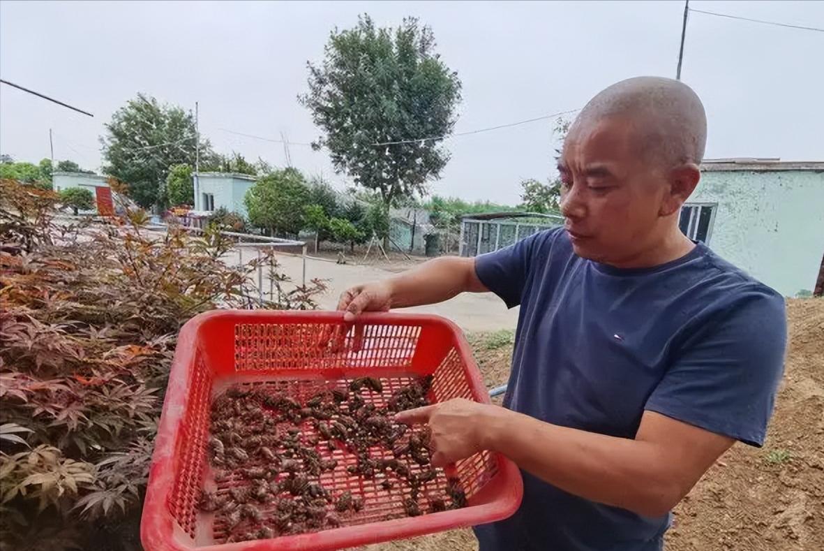 在美国知了猴泛滥,中国人在美国吃知了猴