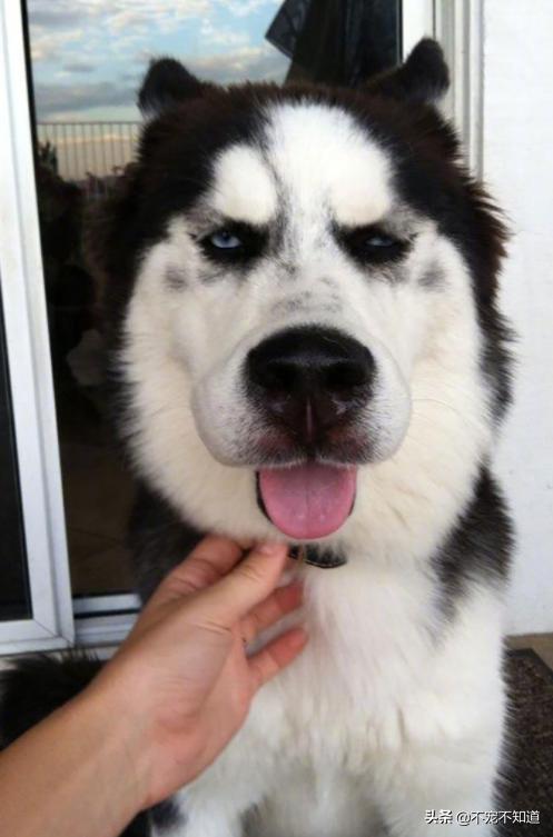 被蜜蜂蜇的狗怎么办,蜜蜂蜇狗的图片