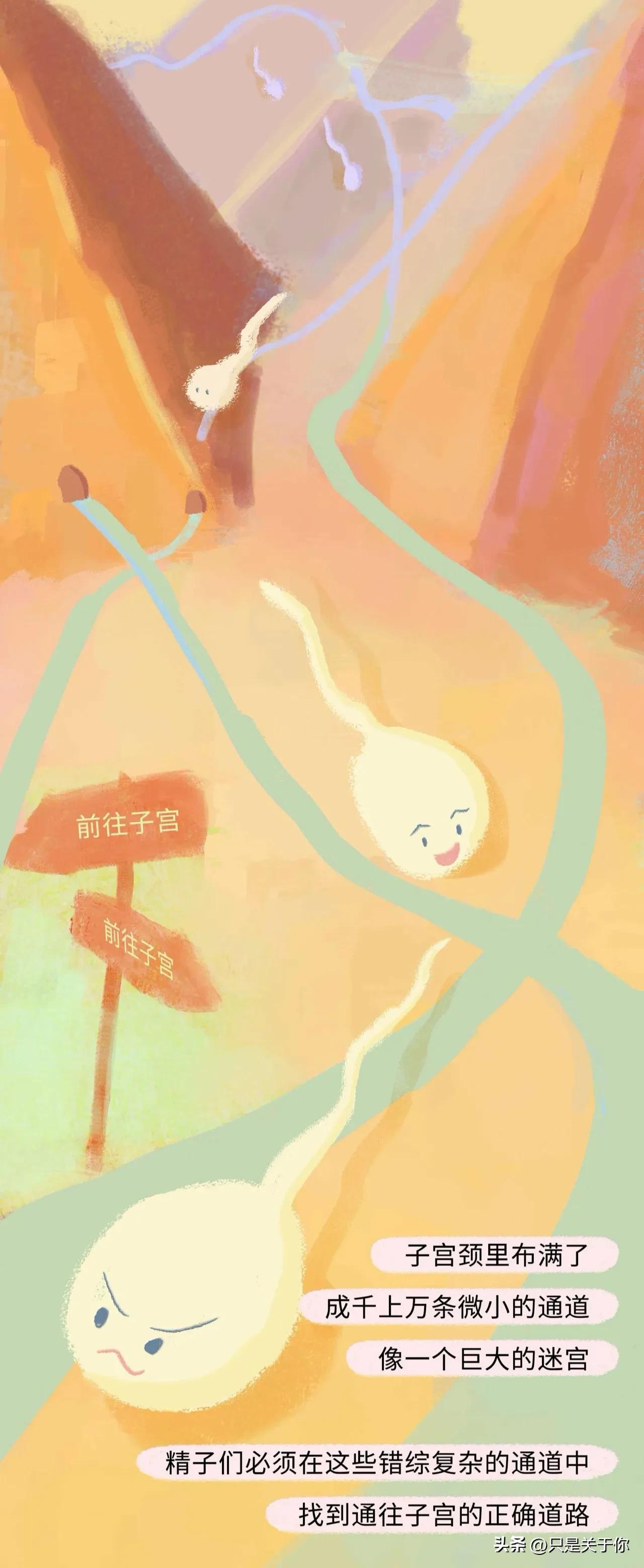 漫画：精子进入女生体内的全过程