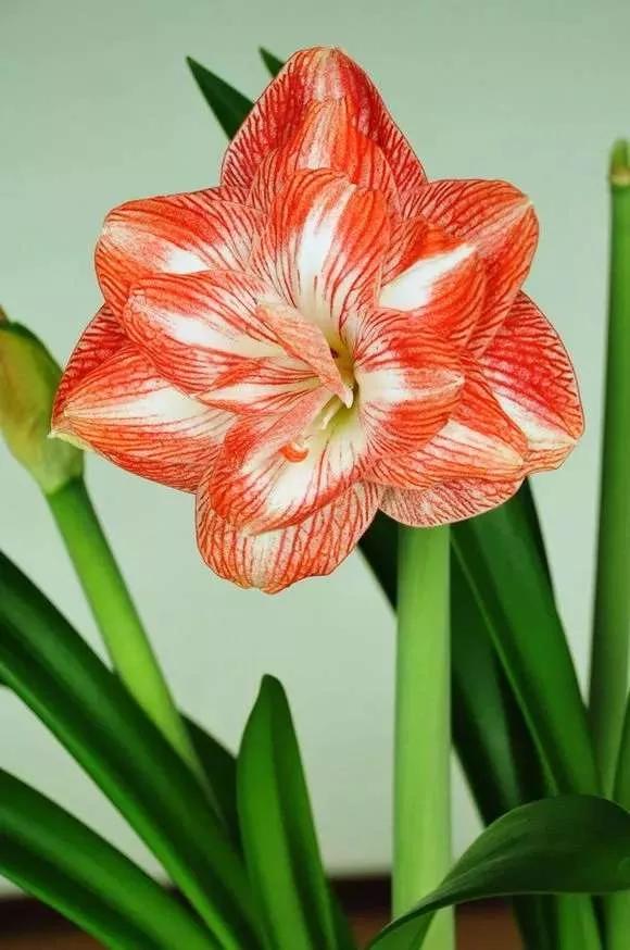 所有花的名称大全,认识各种花的寓意