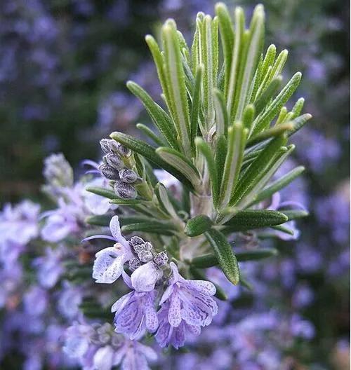 意大利菜为什么不如法国菜出名,意大利男足能否出现在2026世界杯