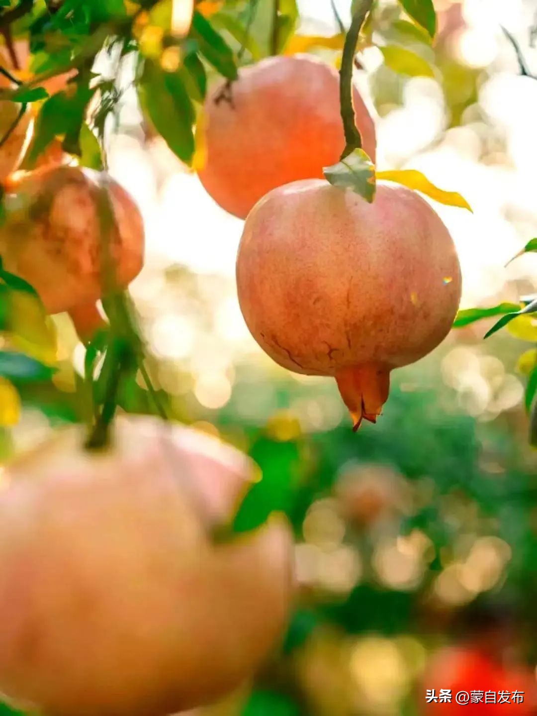 蒙自绿籽石榴好吃吗,蒙自石榴好吃还是突尼斯软籽好吃