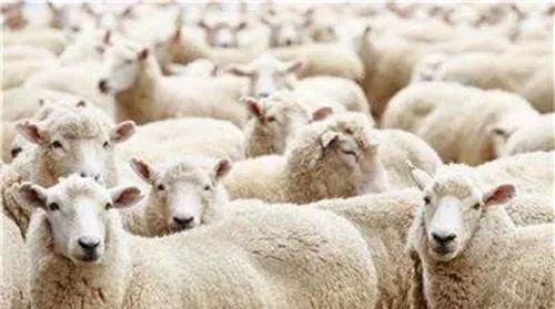 母羊空怀期的饲养和配种技术