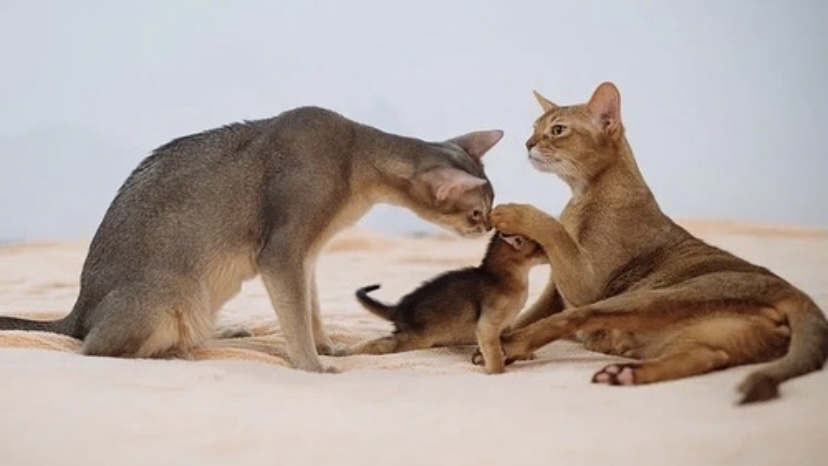 猫咪眼睛有褐色斑点是怎么回事,猫咪眉毛突然长了斑点