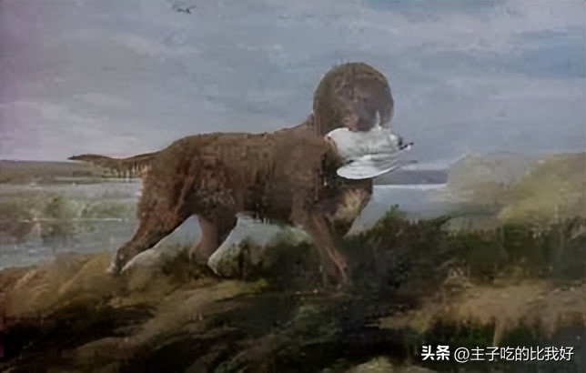 养宠知识问与答,宠兽小知识100条