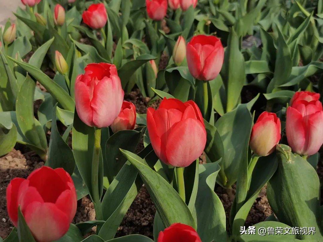 西安坐地铁旅游全攻略,西安半日游地铁