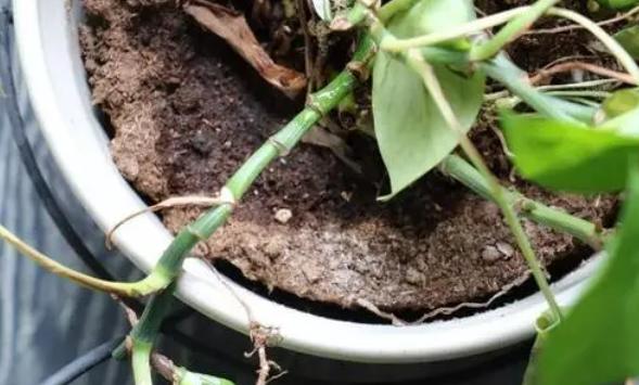 盆土板结最简单方法,盆土板结小妙招