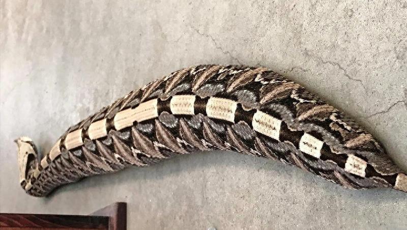 世界最胖毒蛇？单杀眼镜王蛇！非洲致命杀手加蓬咝蝰到底多恐怖？