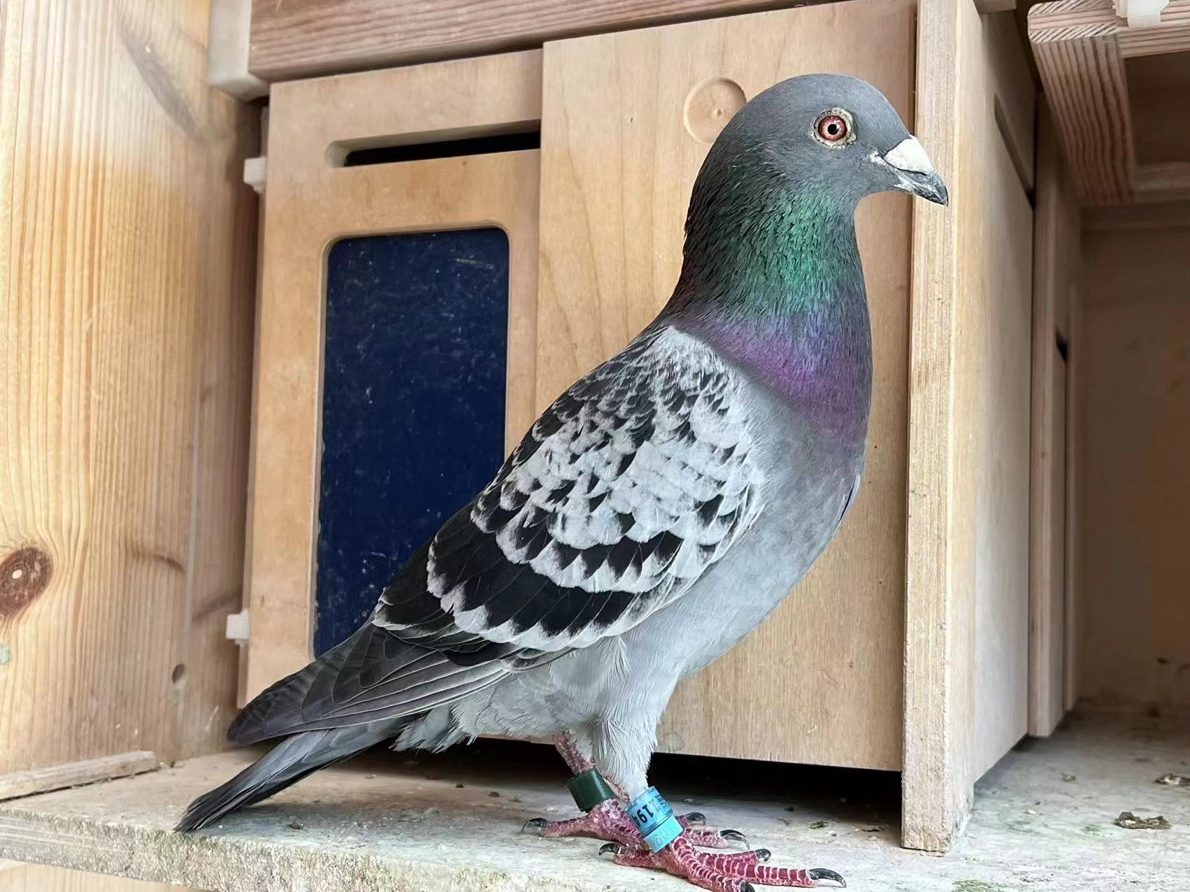 佛科克大名鸽,欧洲赛鸽重大赛事