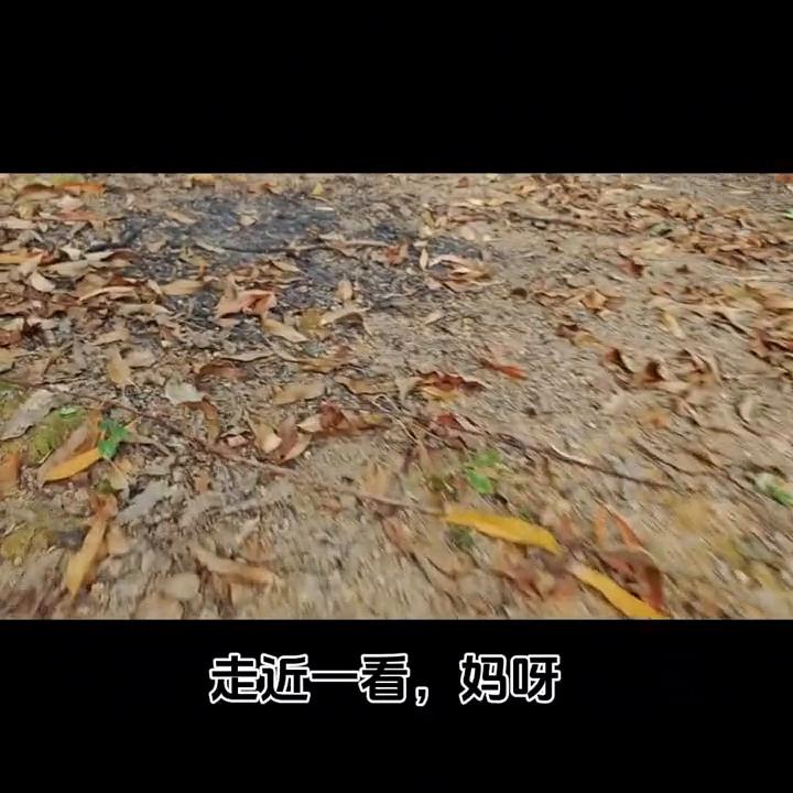 抓兔子的操作,如何高效率抓兔子