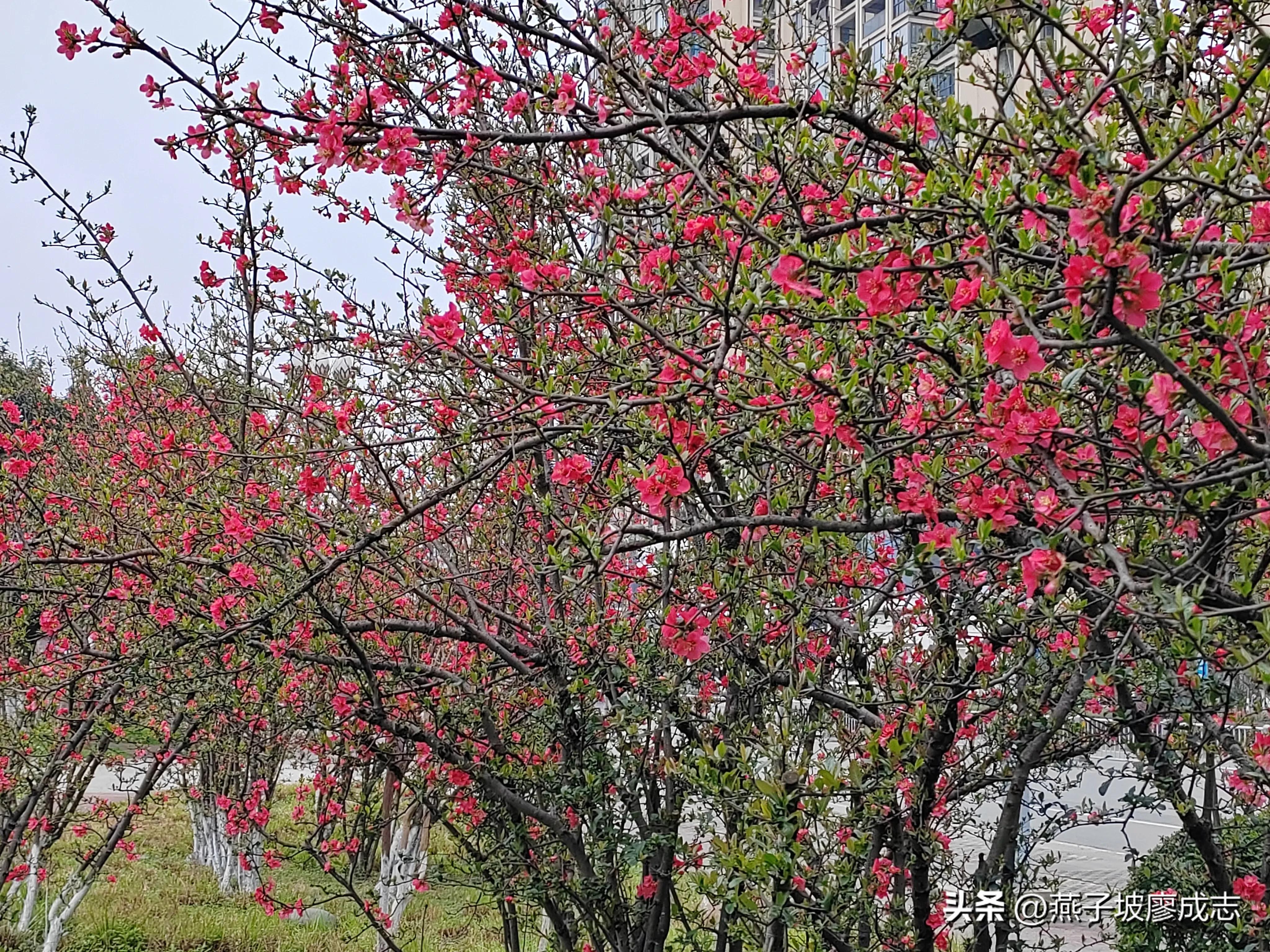 革命薪火,革命薪火代代相传绘画