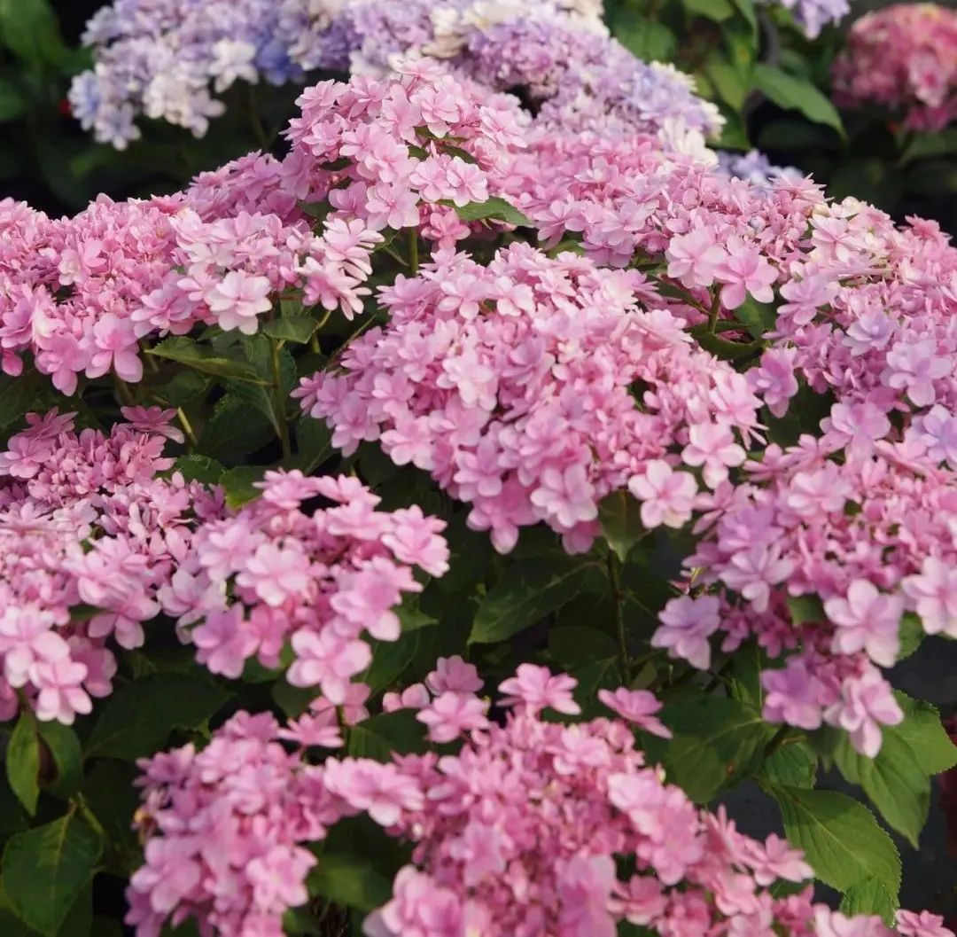 身边一抹蓝,最美蓝色绣球