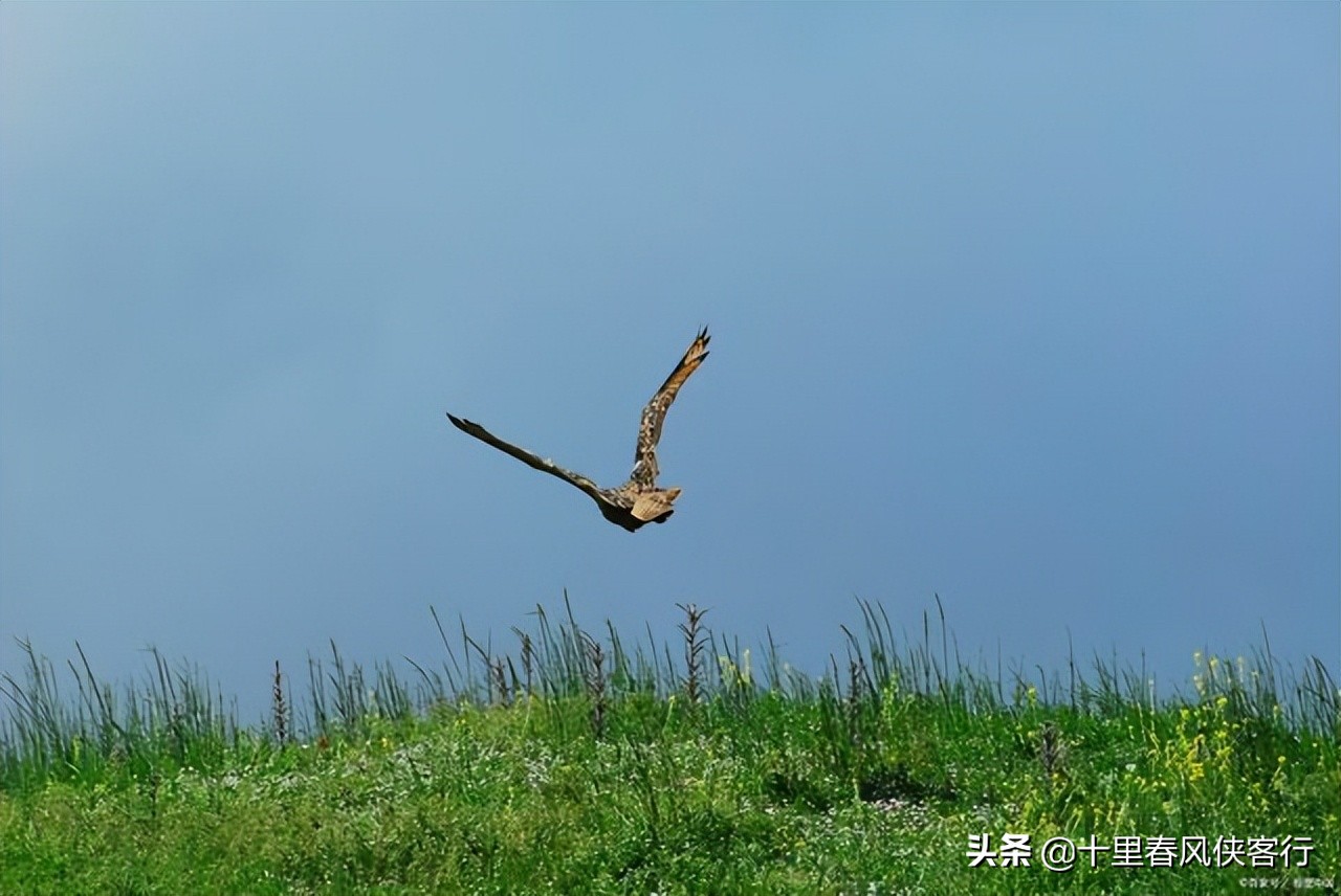 武侠世界,江湖中人如何实现通讯自由?飞鸽传书只是5大途径之一