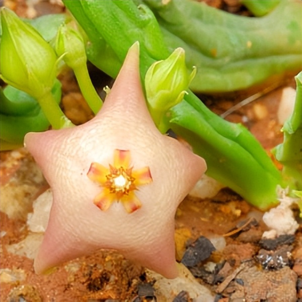 102个大类近500个多肉植物图片，都极其美丽，建议在家中也养一盆