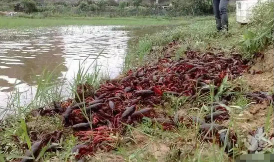 原来龙虾有这么多种你吃过哪些呢,蝲蛄和小龙虾的区别哪个好吃