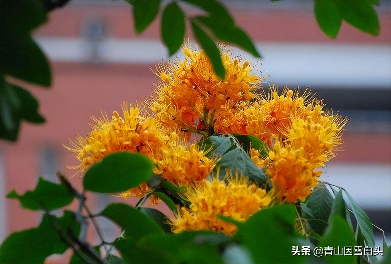 无忧花生长在哪里,无忧花与佛的联系