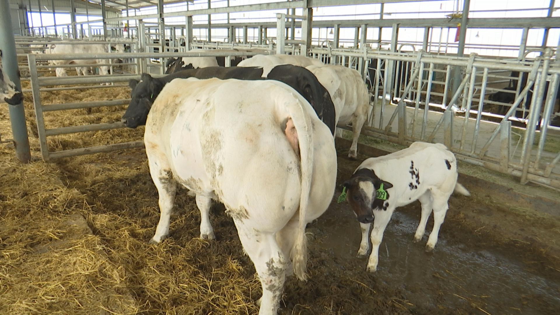 比利时蓝牛怎么繁育,比利时蓝牛长什么样