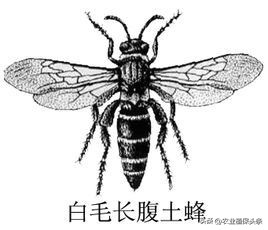 螨类害虫的农业防治措施,农业昆虫与害虫防治