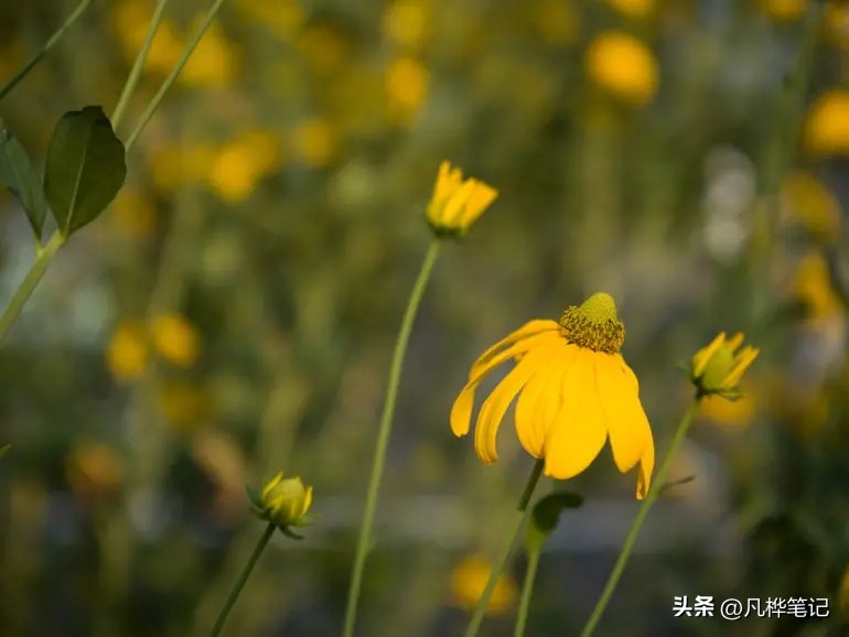 哈苏x2d100c视频,哈苏x2d100c与50c区别