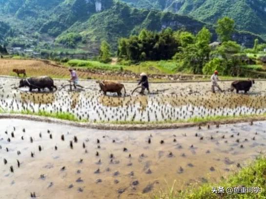 明天二月初一“中和节”，不忘老传统，五谷丰登，事事顺心