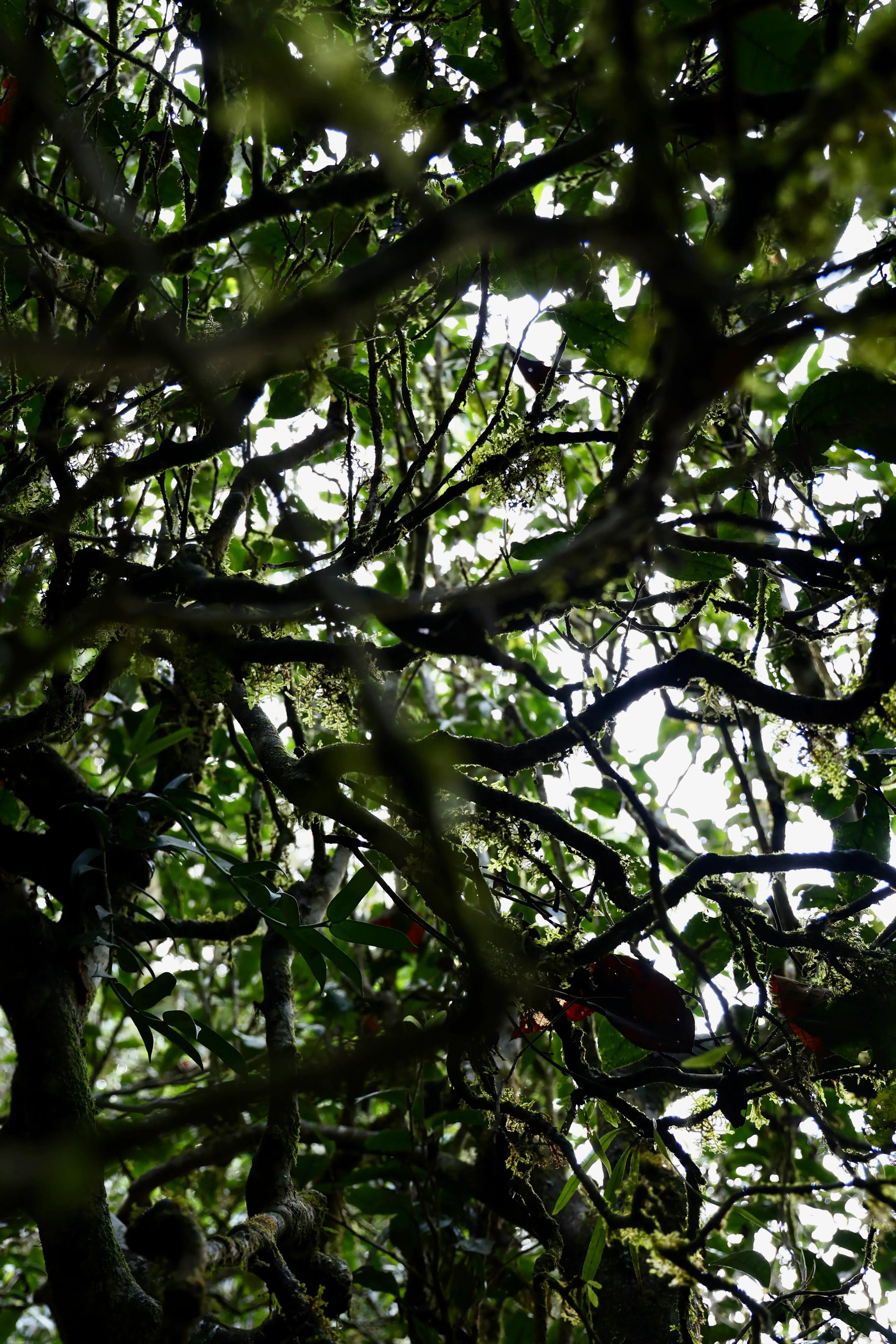 普洱茶皇冠上的明珠,普洱茶的十大名寨排名