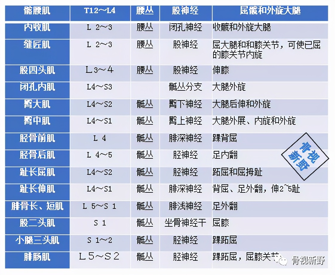 脊神经的组成及分布模式手绘图,脊神经分布图详解