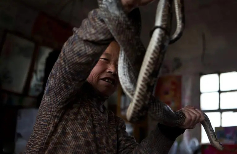 95年吉林农妇好心救毒蛇,吉林农妇好心收养毒蛇