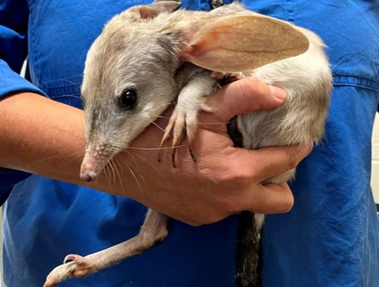 26张离奇动物照片：克苏鲁大人在沙滩爬行，货轮撞翻鲸鱼