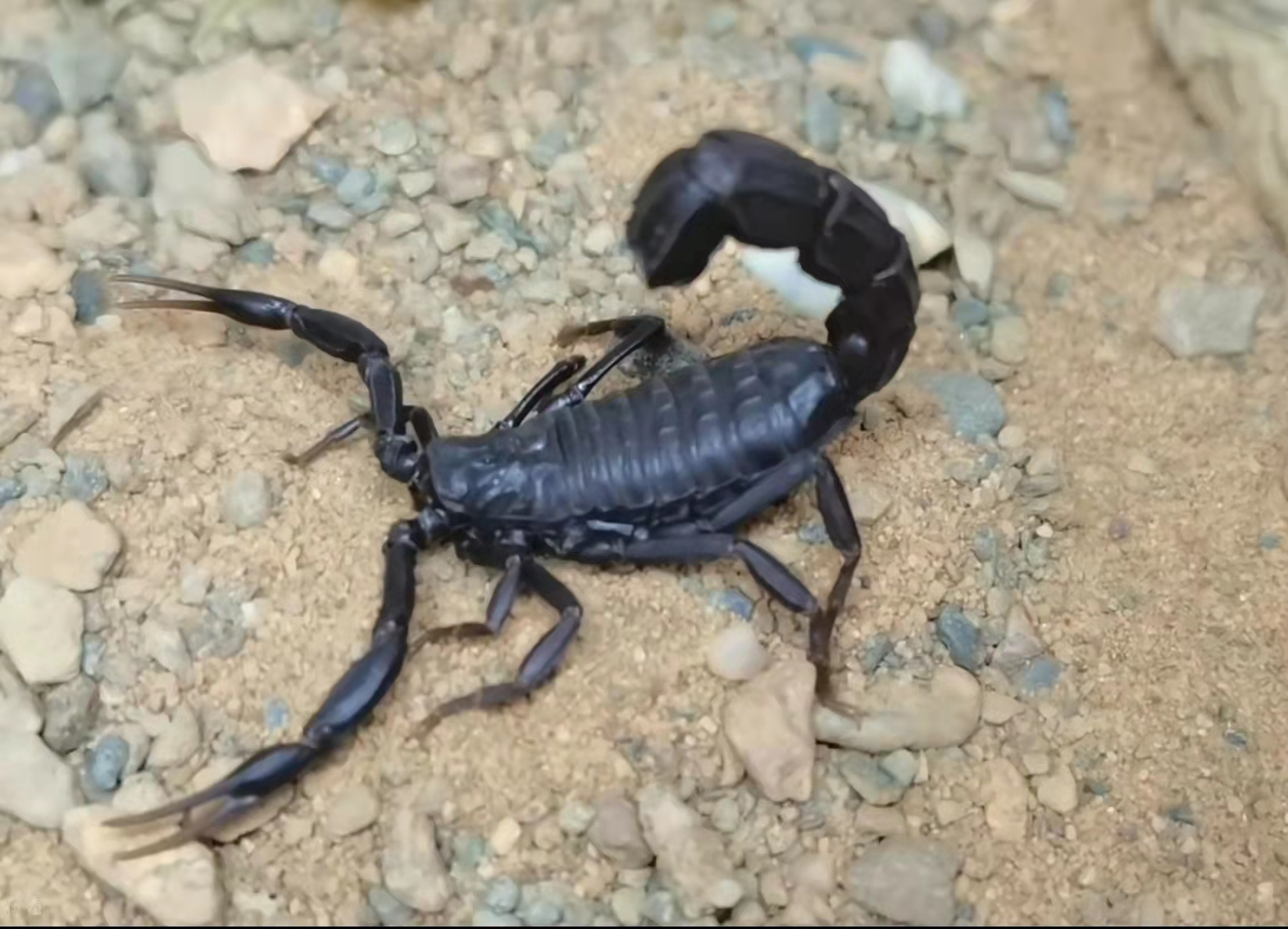 花钱找蝎子蛰，甚至将蝎子当香烟，巴基斯坦人为啥如此钟爱毒蝎子