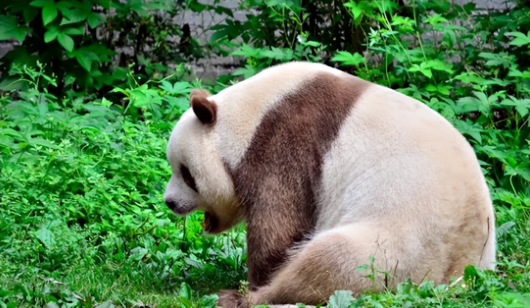 破案英国,侦探破案英国